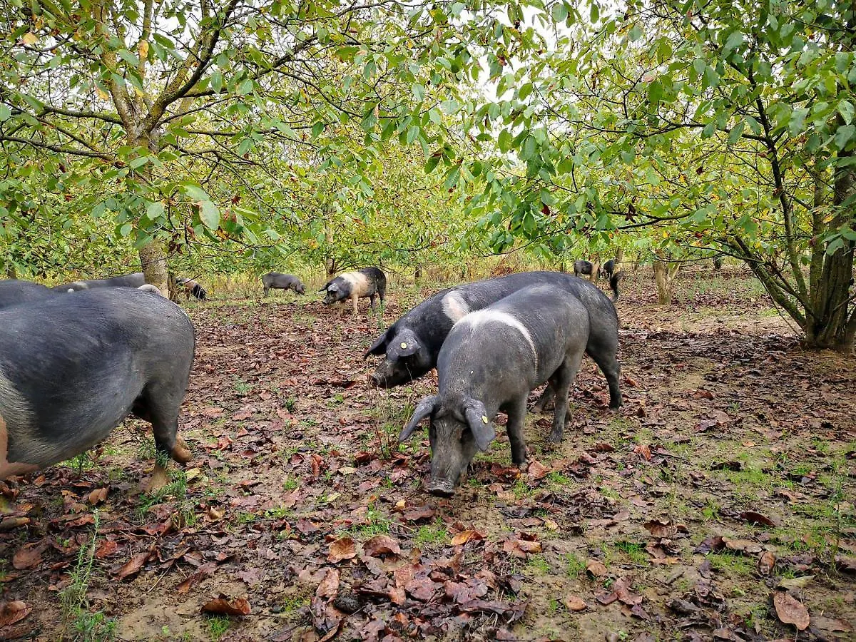 Agriturismo Grecinella Casole dʼElsa