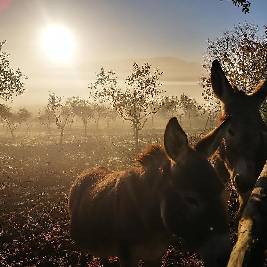 Agriturismo Grecinella Casole d'Elsa Farm stay