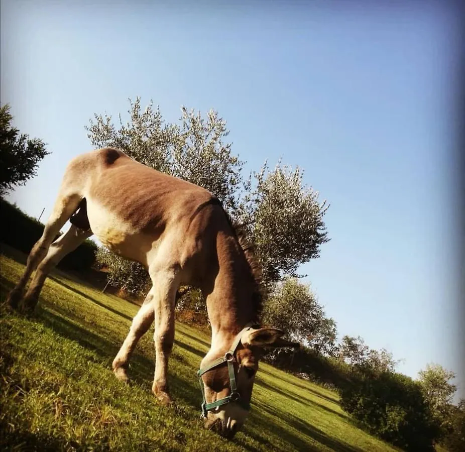 Agriturismo Grecinella Casole dʼElsa 0*,  Italien